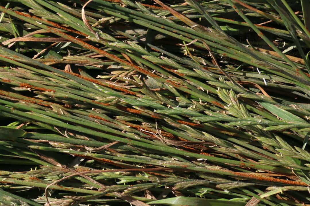 Op proefboerderij Rusthoeve in Colijnsplaat ligt ook een proef voor herbiciden in de graszaadteelt. Voor herbiciden geldt dezelfde problematiek als voor fungiciden tegen zwarte roest.