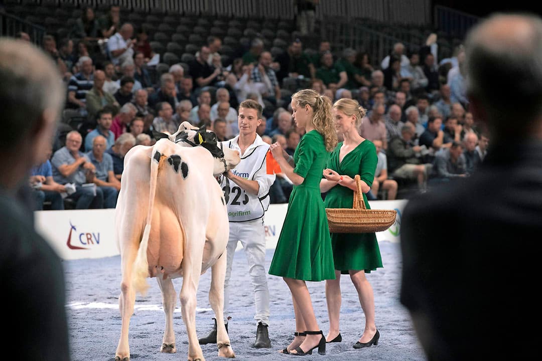 De grootvader van de getoonde dochters is de veel benutte Mogul en zijn kenmerkende eigenschappen in bouw, uier en benen waren wederom goed te zien. Ook de melkrijkheid en malsheid waren in de MVP-dochters te herkennen.