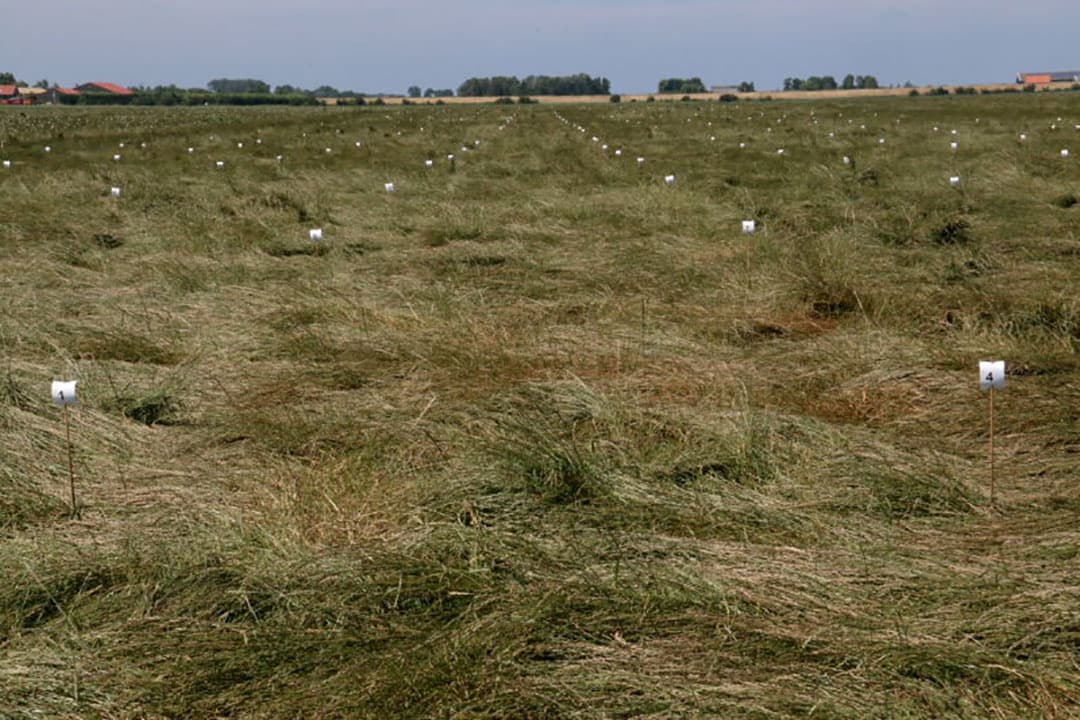 Met dit beeld zal een graszaadteler tevreden zijn. Slechts hier en daar een spikkeltje zwarte roest. Wanneer dit beeld tijdens of net na de bloei optreedt dan dient er curatief gespoten te worden.