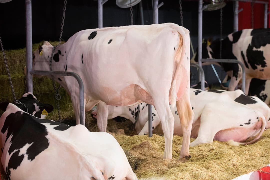 De eerste bezoekers zaten net toen de dochters van Bouw Finder (eigenaan CRV) in de ring kwamen. Als jonge stier werd Finder al veel gebruikt, omdat hij op de NVI-ranking met afstand boven alle andere stieren stond. Menig veehouder heeft nu pinken of melkgevende vaarzen aan de melk.