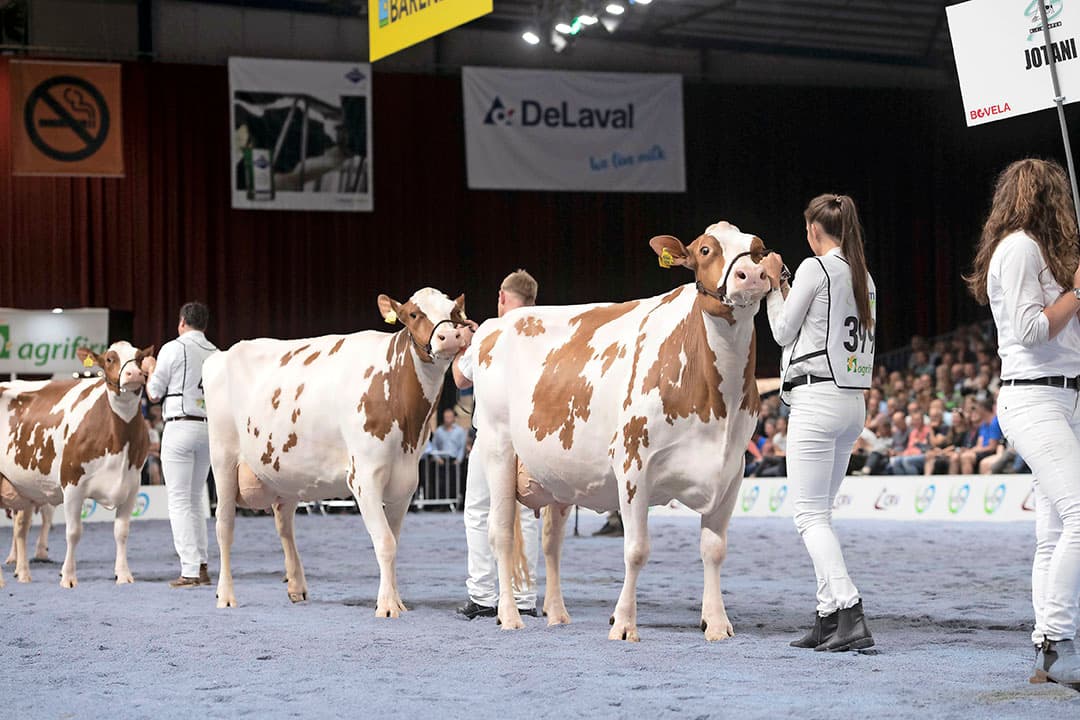 Niet alleen in de ring, maar ook op de stand waren de dieren goed te zien en uitstekend gepresenteerd. Sommige dieren vielen op, zoals deze MVP-dochter.
