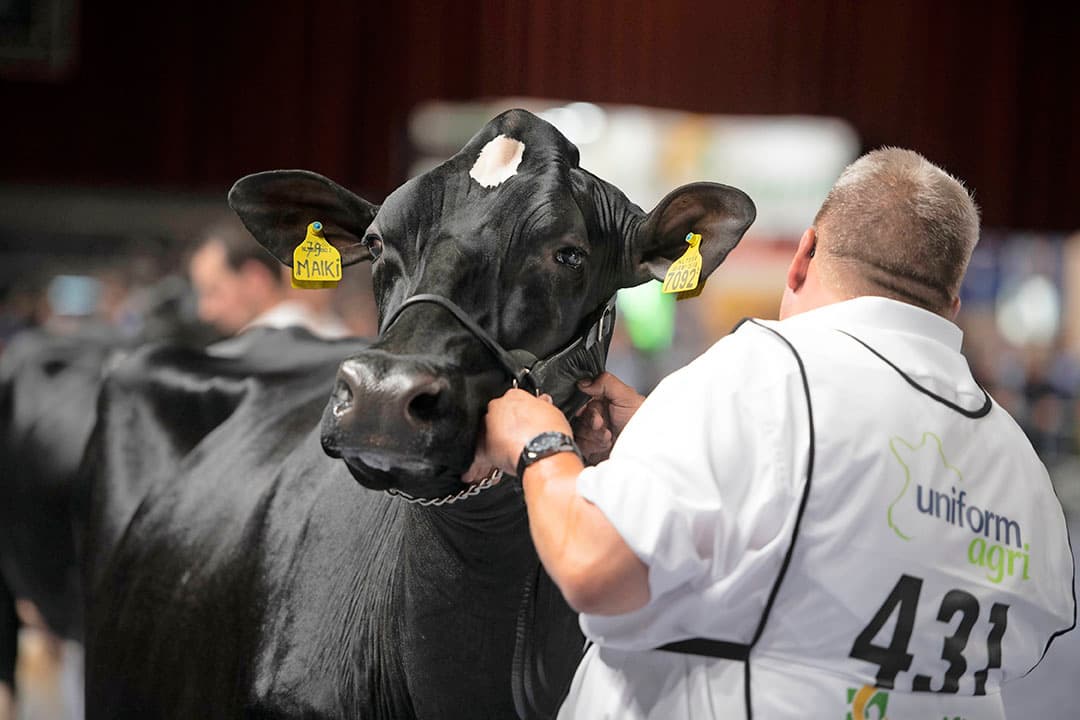 Semex benadrukt graag de verbinding met het Canadese fokkerijland. De uitstraling en presentatie van de Fitz-groep gaf dat weer. De grote en hoogbenige dieren werden uiterst rustig in de ring geshowd.