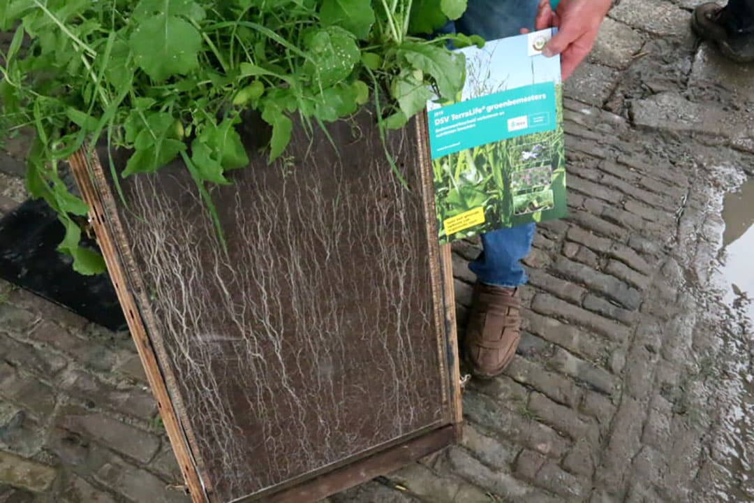 Bij de uien had de proef tripsbeheersing met natuurlijke vijanden interesse. Telers krijgen hierover uitleg bij de plantuien.