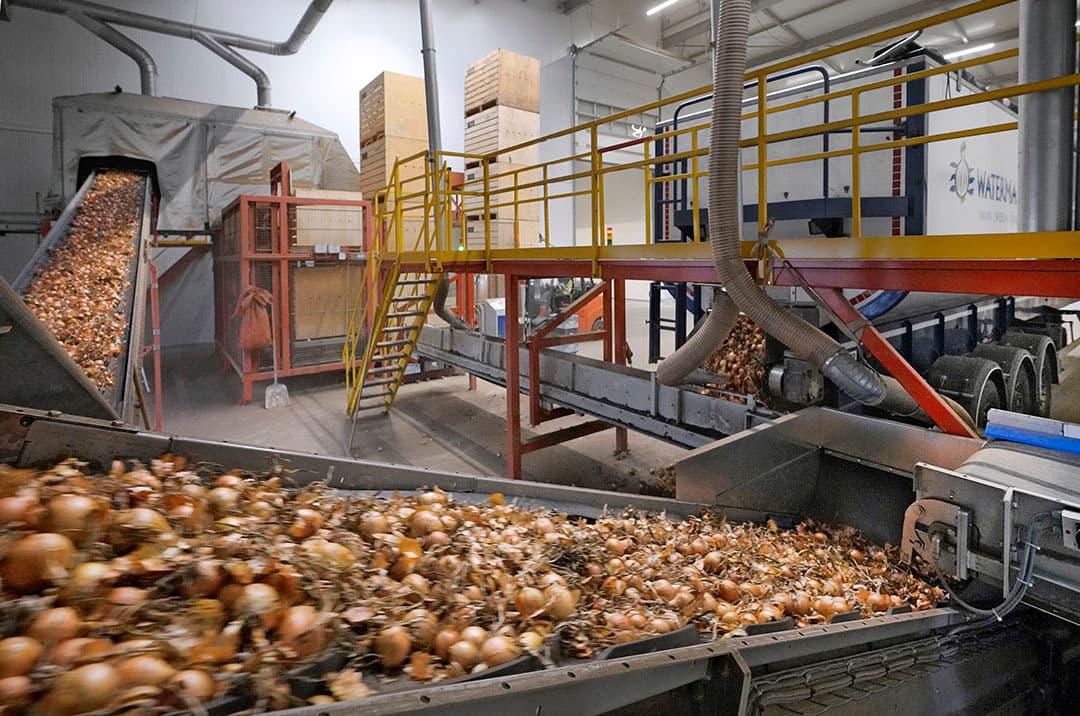 Uienverwerking bij Waterman Onions.