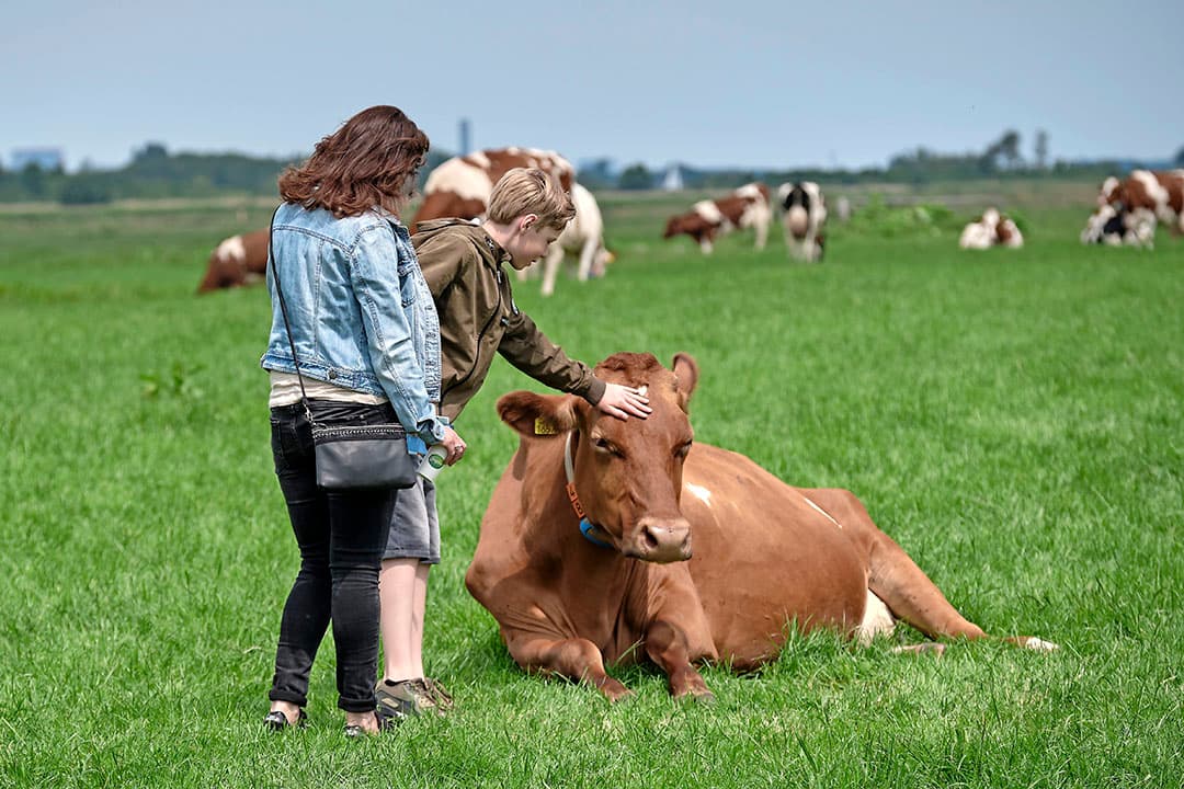 Of gewoon tussen de koeien wandelen, zoals deze bezoekers.