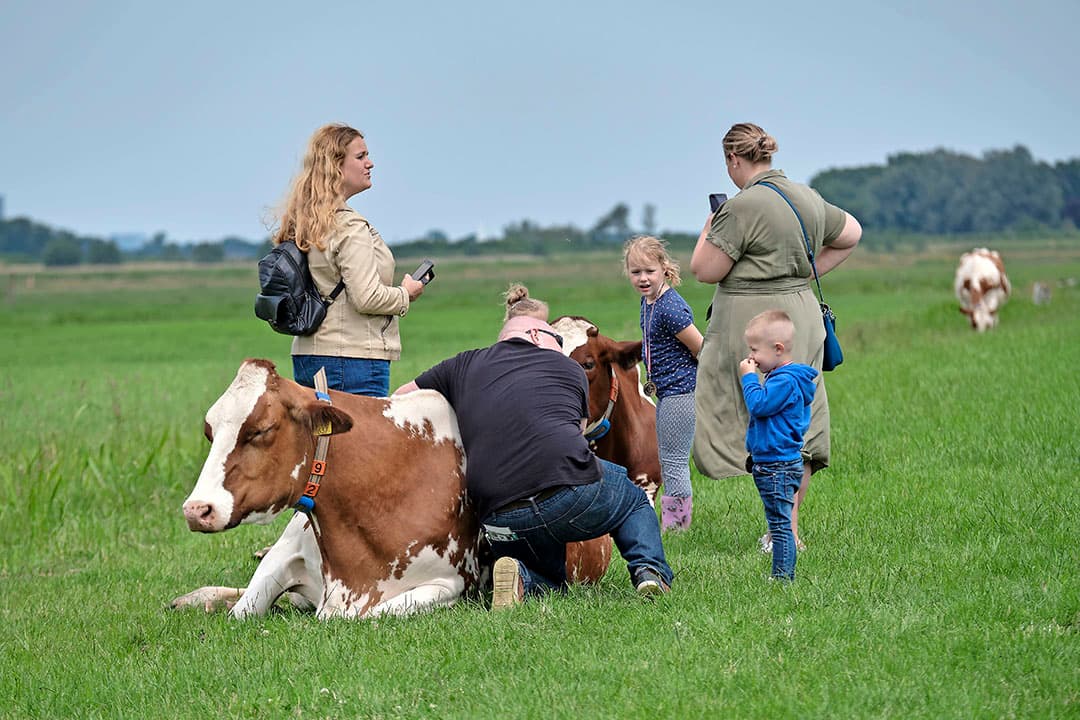 Evenals het knuffelen van koeien en selfies maken met een koe.