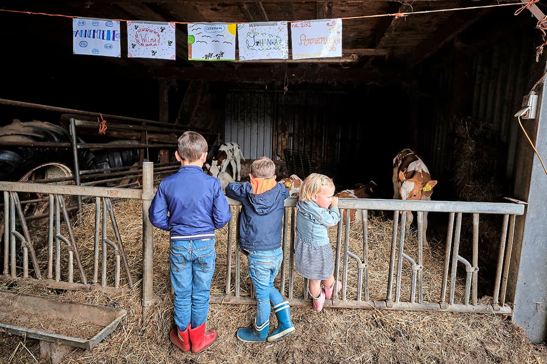 Wij willen graag laten zien hoe wij werken op ons melkveebedrijf en daarvoor is heel veel belangstelling , vertelt Maarten Moerman, die 100 koeien melkt. - Foto's: Roel Dijkstra