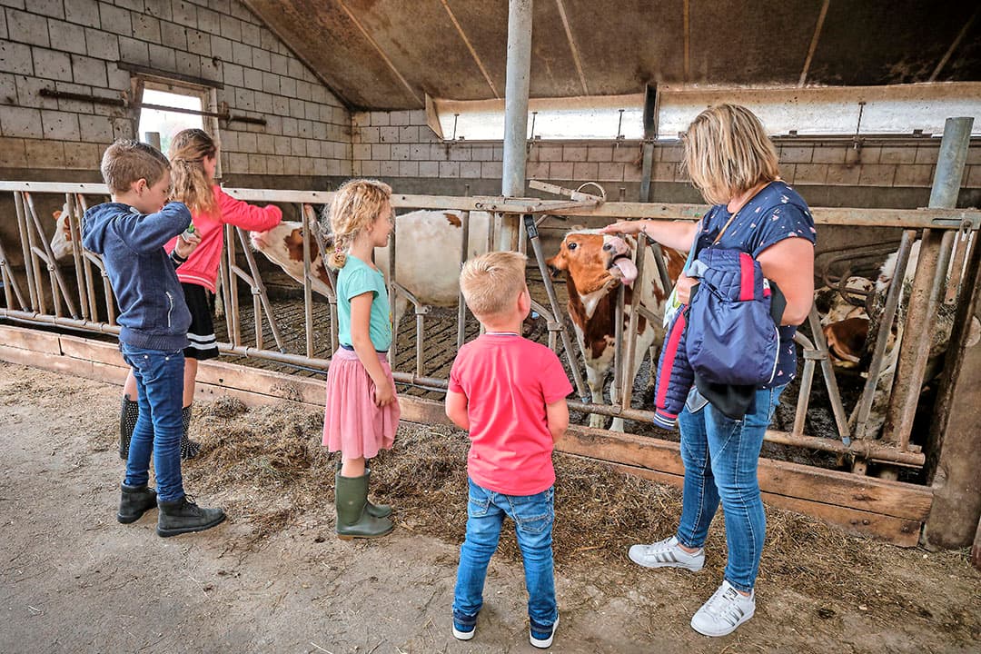 Voor de kinderen is er veel vermaak op het bedrijf, vee aaien is favoriet. Een belangrijk thema is dat bezoekers de koe letterlijk ontmoeten. Zoals de koe bij de ingang die het prima vindt om geknuffeld te worden.