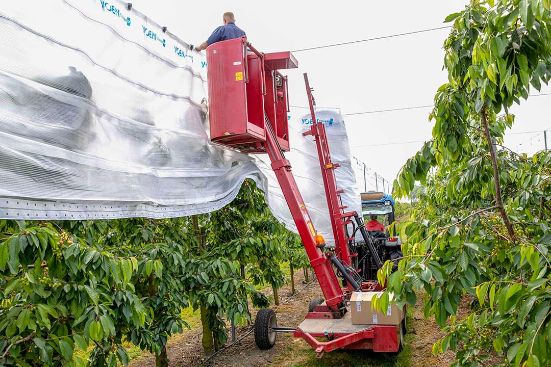 Akkerbouwer Erik Meedendorp bestrijdt aardappelopslag met de glyfosaatrol. De aardappelplanten komen nu al boven de bietenplanten uit. Met een drupje roundup word de groei van de ongewenste planten snel de kop in gedrukt - foto: Koos van der Spek.
