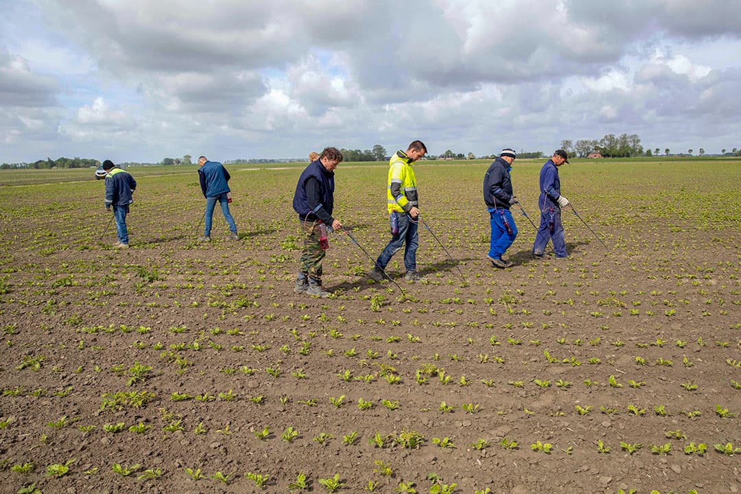 Bij akkerbouwer Jan Willem Bakker in Bierum (Gr.) zijn ze met man en macht in touw om aardappelopslag tussen de suikerbieten te bestrijden. Ongewenste aardappelplanten in de rij waar de kappenspuit niet bij kon, krijgen een drupje Roundup. Door de droge zomer van vorig jaar is veel kriel door de rooimatten gevallen, dat de slappe winter heeft overleefd. - Foto: Koos van der Spek