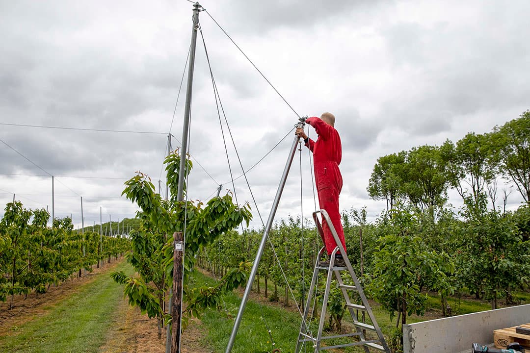 Suikerbieten frezen met een rijenfrees. Loonbedrijf Sandee zaaide ze in de de zomergerst voor het verstuiven. Nu de bieten groot genoeg zijn kunnen ze gefreesd worden en staan ze er weer mooi schoon op. Het perceel is 17 ha groot. - Foto: Koos van der Spek