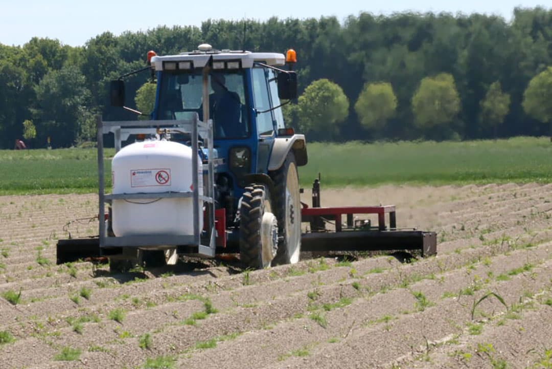 Aardappelopslag tussen de bietenrijen. Door de droogte van vorig jaar zijn veel te kleine aardappeltjes op het land achtergebleven. Deze zorgen nu voor opslag in de bieten. Voor de gangbare middelen in bieten zijn ze nauwelijks gevoelig.