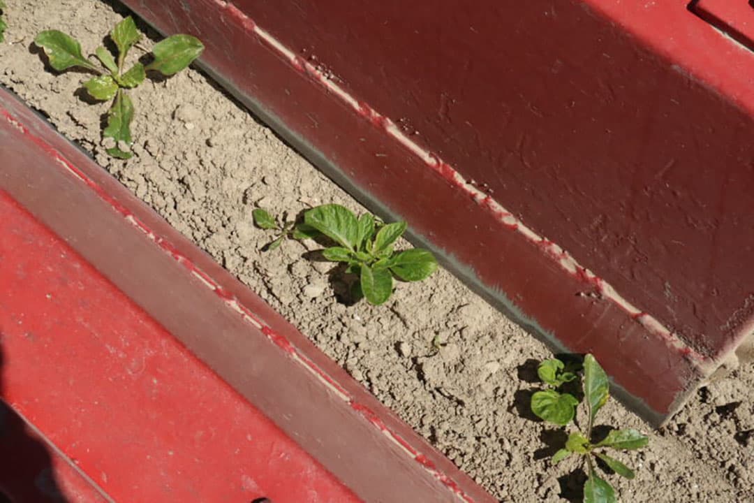 Op de Noord-Bevelandse bietenakkers valt de insectenschade door het wegvallen van neonicotinoiden nog wel mee. Wel is er wat meerkiemigheid te zien omdat het na het zaaien lang droog bleef.