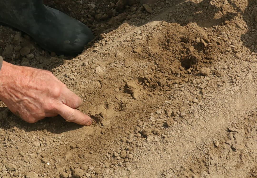 De aandrukrollen worden aangedreven en draaien iets sneller dan de machine vooruit gaat. Hierdoor wordt het zaad goed in de grond gedrukt en is er minder kans op plakken. Het zaaispoor wordt weer met grond afgedekt.