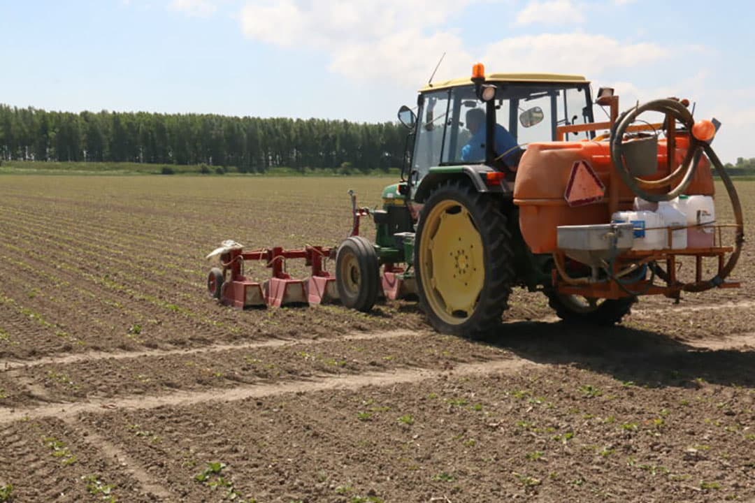 Op het bietenperceel van haar vader is Aniek Zuidweg uit Kamperland bezig met het stippen van aardappelopslag en andere onkruiden. Ze zit nu in het laatste jaar van haar agrarische opleiding. Als die is afgerond gaat ze op het bedrijf van haar vader aan de slag.