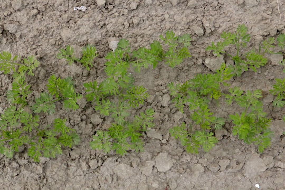 Het zaad ligt op de gewenste diepte van 1,5 centimeter in nog vochtige grond. Er wordt nog wat regen verwacht dus de voorwaarden voor kieming zijn goed.