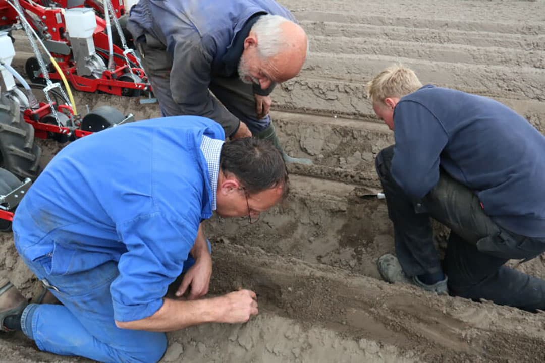Een indruk van tripletzaai na opkomst. Deze peen is eind februari gezaaid en laat nog net de 3 zaaisporen zien voor het gewas is dichtgegroeid.