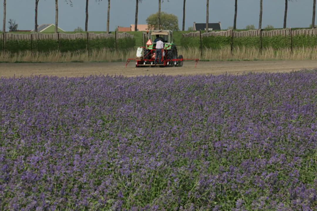 Na het zaaien wordt de machine goed schoongemaakt om vermenging met andere soorten te voorkomen. Gunter zaait met de machine percelen bloemzaden van 100 vierkante meter tot enkele hectares.