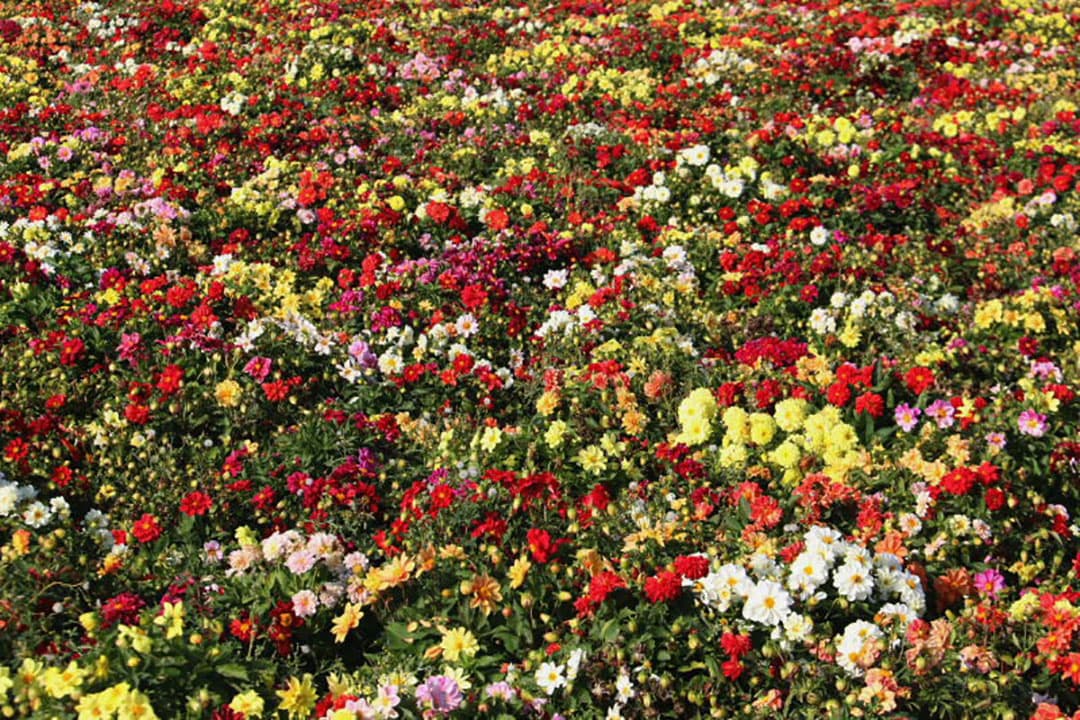 Bijnagte is intermediair en eigenaar van Drogerij Stavenisse. Uit hoofde van deze functies krijgt hij veel bloem- en groentezaad binnen om te drogen en schonen. Daarnaast teelt hij zelf bloemzaden, in dit geval dahlia s voor Syngenta. Op de voorgrond het meerjarig gewas kattenkruid, ook voor zaadvermeerdering.