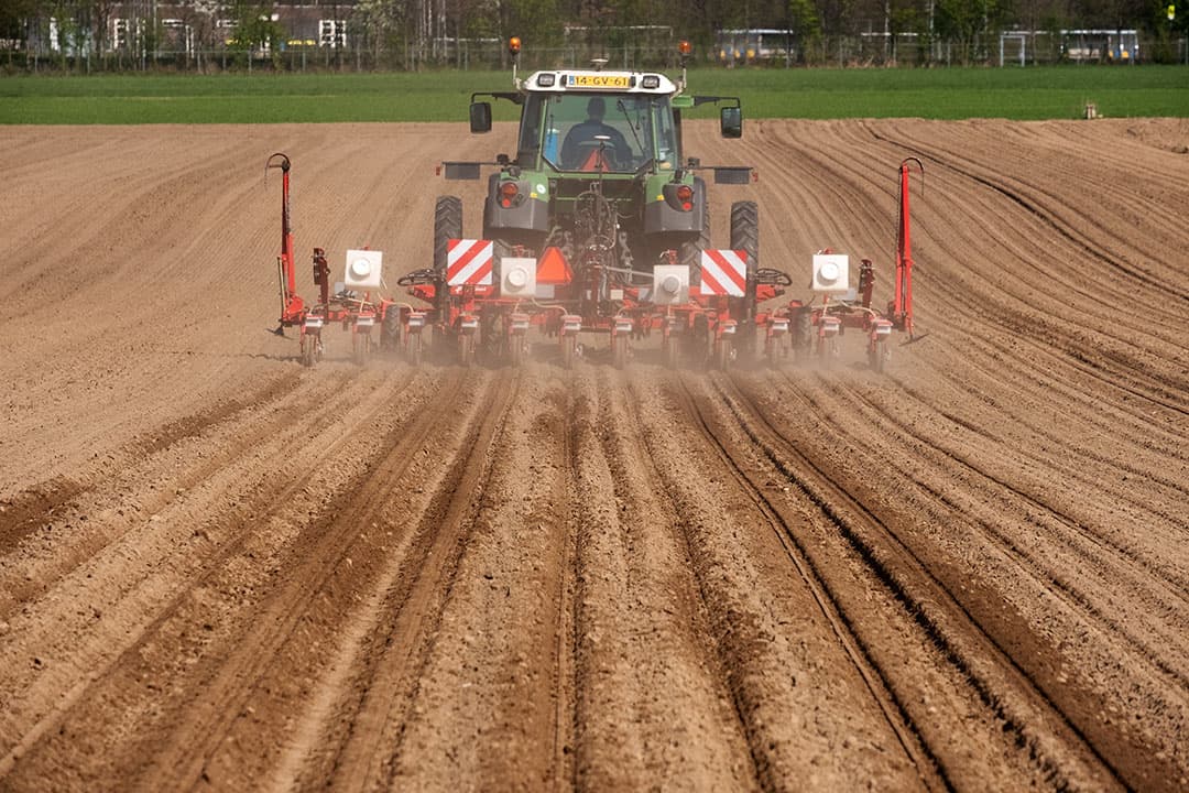 In het Limburgse Posterholt zaait loonbedrijf Van Birgelen Cichorei - Foto: Twan Wiermans