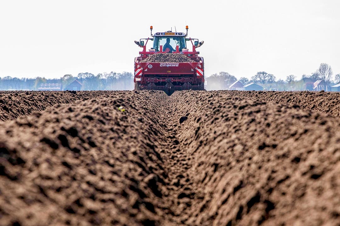 Aan het begin van deze week was het mooi weer voor het aspergesteken in Beelitz, Duitsland. - Foto: EPA