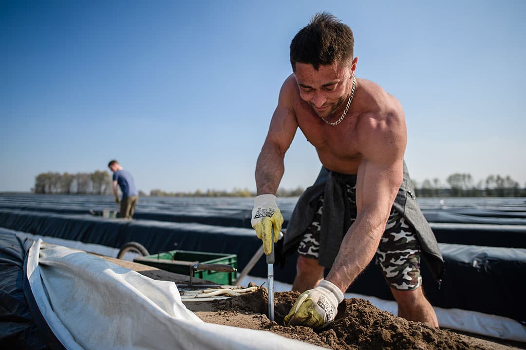 Fruittelers zagen de bui alweer hangen: nachtvorst. Donderdagmorgen vroor het, dus om de knoppen te beschermen, gingen de sproeiinstallaties aan. - Foto: VidiPhoto