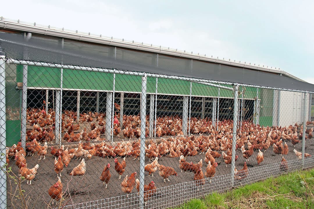 Kipster is eigenaar van de voormalige-Rondeel-stal Ewijk. - Foto: Hans Bijleveld
