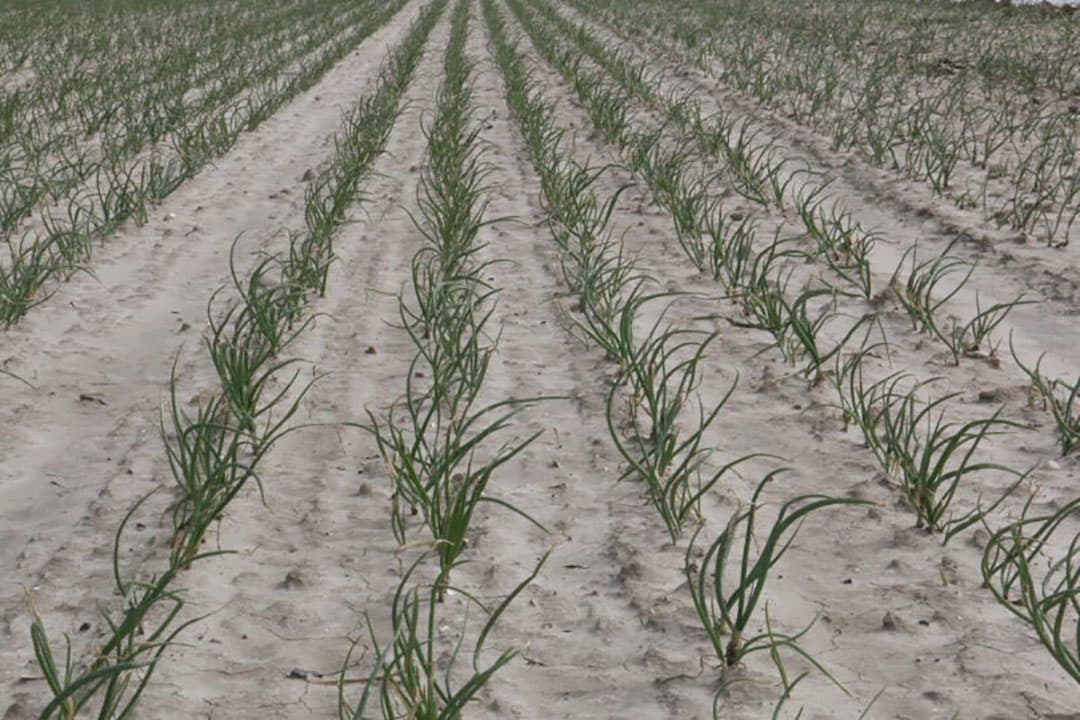 In dit perceel liggen ook proefveldjes van Groot en Slot waar rassen worden getest op geschiktheid als winteruien. Deze veldjes werden een dag later geplant. Zo te zien staan die er beter bij dan het praktijkveld. Dat komt onder andere omdat deze uitjes met de hand rechtop en met gelijke tussenruimte zijn geplant. Met de machine komen de uien wat onregelmatiger te liggen en rechtop is een toevalstreffer. Een uitje moet dan harder werken om boven te komen.