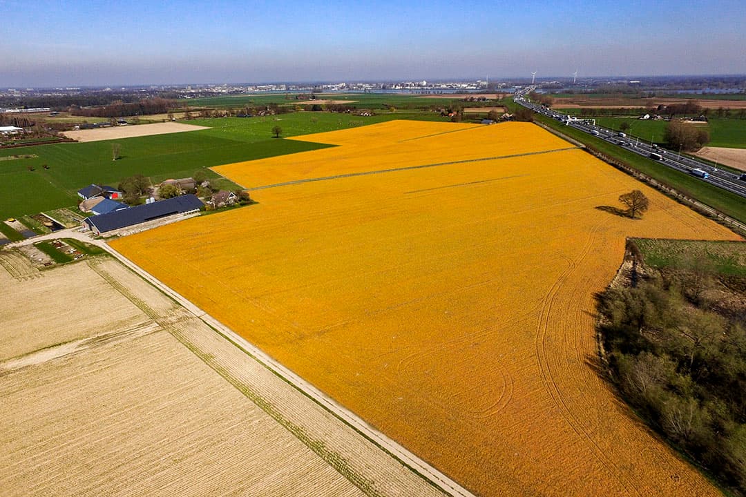 Akkerbouwer Elwin Klijn is druk bezig met het afleveren van zijn peenoogst. Deze week verscheen 5 achtereenvolgende dagen een vrachtwagen op het erf in Uithuizermeeden om 30 kisten mee te nemen. - Foto: Koos van der Spek