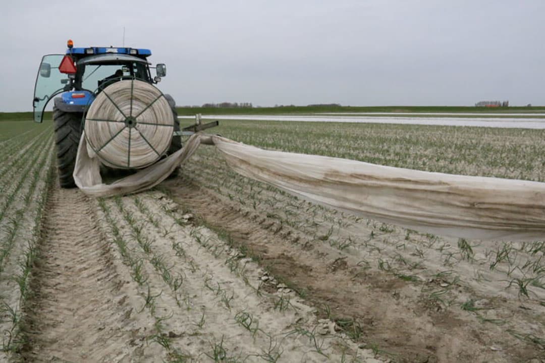 Jan Stouten uit het Zeeuwse Oosterland teelt winteruien. Door een deel van het areaal met vliesdoek af te dekken, hoopt hij de teelt nog iets te kunnen vervroegen. Foto's: Anton Dingemanse