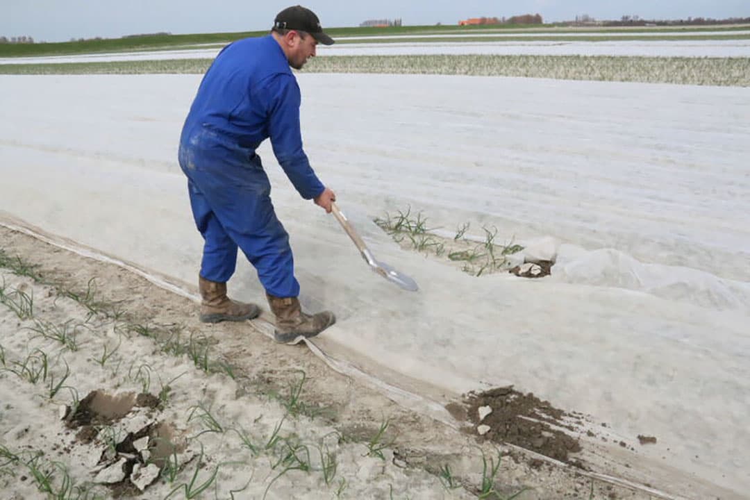 De pijplengte zit eind maart al op 30 centimeter. Stouten plantte op 16 oktober 2018 Troy en Red Spring plantuien.