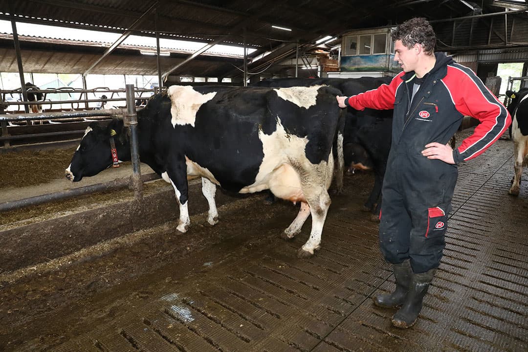 Melkveehouder Reinder Boekesteijn in Voorst (Gld.) haalt een gemiddelde koeienleeftijd bij afvoer van 7 jaar en 10 maanden, met een productie van 58.974 liter. Zijn koe Menke is 11 jaar en 7 maanden en is inmiddels de grens van 100.000 liter gepasseerd. - Foto: Henk Riswick