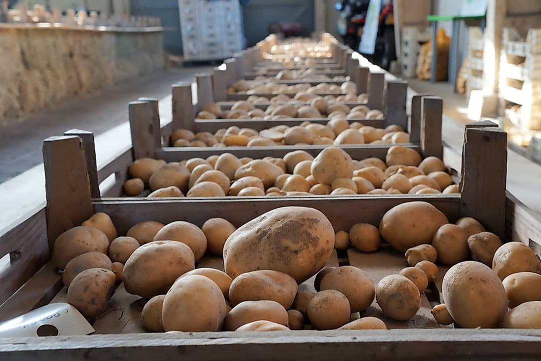 Rij bakken met aardappelrassen. - Foto: Geersing Potato