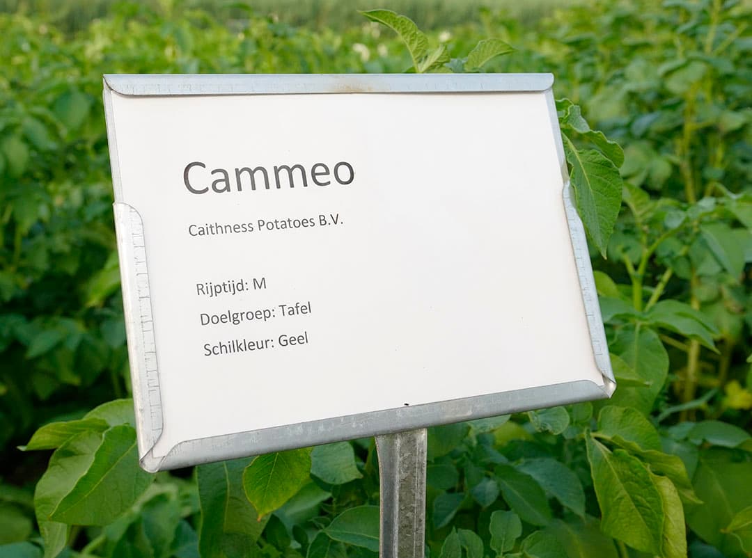 Foto: Ruud Ploeg