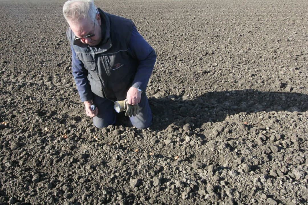 Niet het hele perceel wordt volgeplant met uien. Terwijl Bevelander plant, zaait Uyl een ander deel van het perceel in met zomergerst.