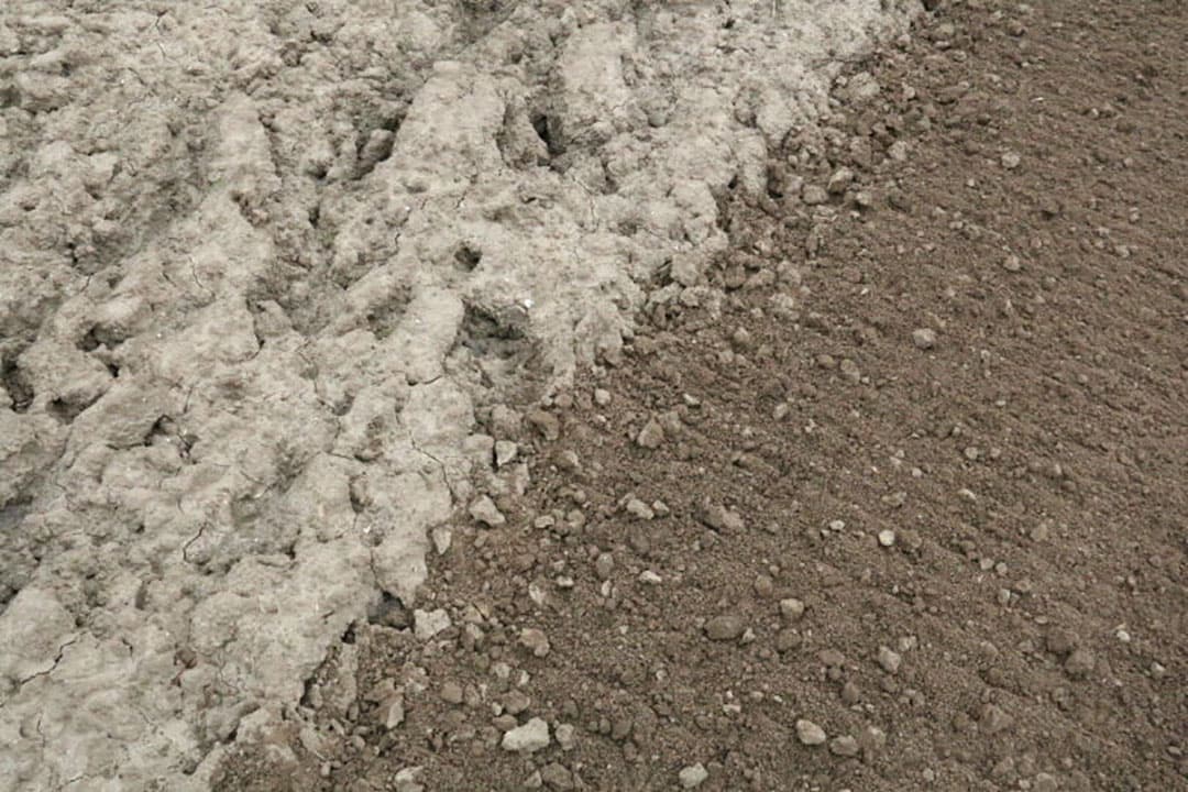 Op het perceel met niet al te zware grond stond tarwe en werd in het najaar geploegd. Door de droogte is de structuur goed en door de verwering van de ploegvoor kon een prima plantbed gemaakt worden.