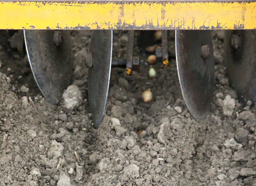 De plantuitjes vallen dan ook in een rulle en kluitenvrije bodem.