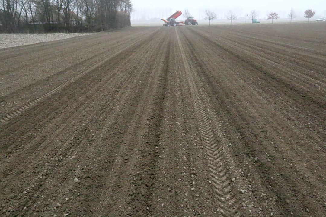 Ondanks de maatverdeling 8/21 lijkt de maat rond 20 millimeter toch de overhand te hebben. Omdat er per gewicht per hectare wordt geplant heeft dit ook gevolg voor de plantafstand in de rij.