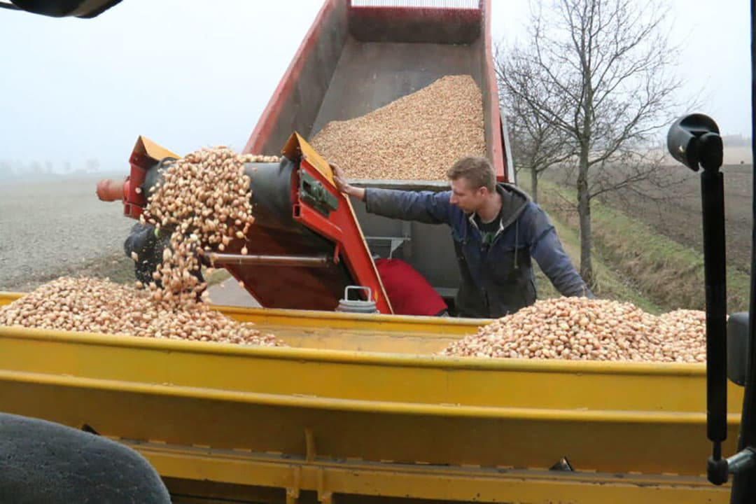 Er blijken bij deze steekproef 17 uitjes per meter te liggen. Met de geschatte voorraad nog te planten uitjes misschien nog iets teveel.