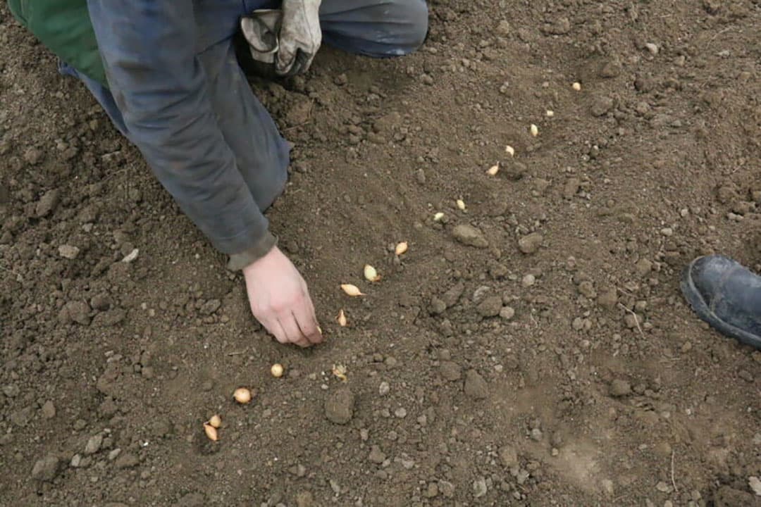 Op voormalig bietenland naast het perceel plantuien werd in december wintertarwe gezaaid. De tarwe staat er naar mening van Blok goed bij op enkele plekken aan de zijkant die wat minder zijn na.