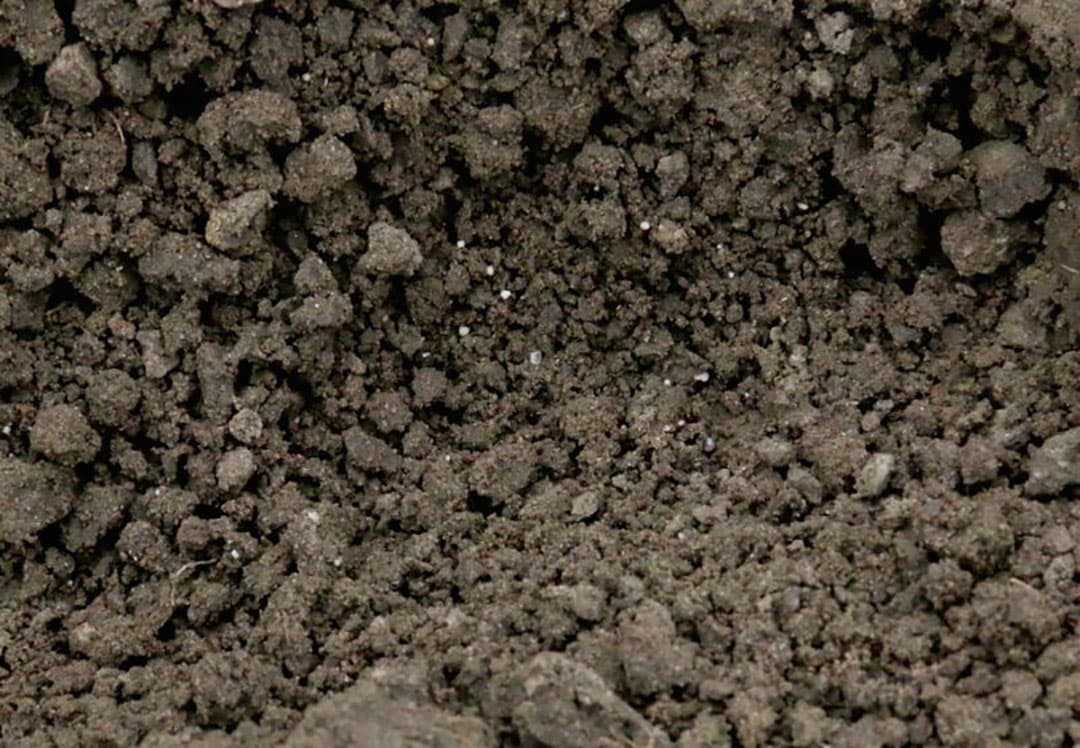 Aan de andere kant van de plantuien ligt een perceel met wat laat geplante winteruien. Die staan er goed, maar niet uitzonderlijk, bij. Duidelijk is de lichte vorstschade aan de pijppunten.