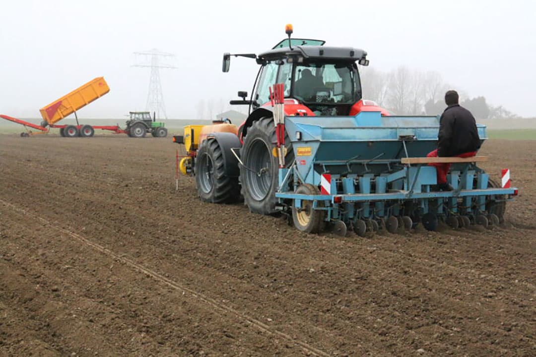 Het plant- en pootgoed valt dit jaar duurder uit dan andere jaren. Een sortering 8/21 zoals hier heeft dan al snel de voorkeur.