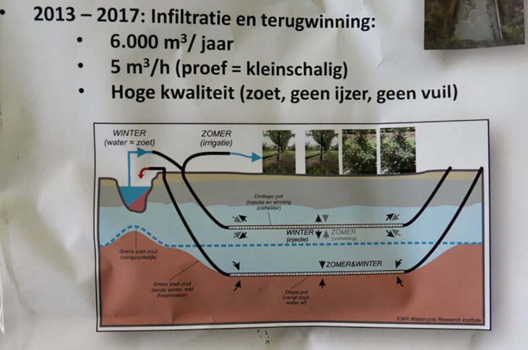 Het Freshmaker-systeem in doorsnede. De kreekrug (geel) ligt hoger dan de omgeving. Onder de kreekrug ligt een zoetwaterlens (blauw) op het zoute bodemwater (rood). Op ongeveer 15 meter diepte wordt het zoute water via een drain weg gepompt. Via een hoger gelegen drain wordt zoet water geïnfiltreerd. Dit water komt uit een zoetwatersloot en gaat via de Freshmaker de bodem in en zorgt er zo voor dat de zoetwaterlens plaatselijk groter wordt. De witte verticale kolommen zijn peilbuizen.