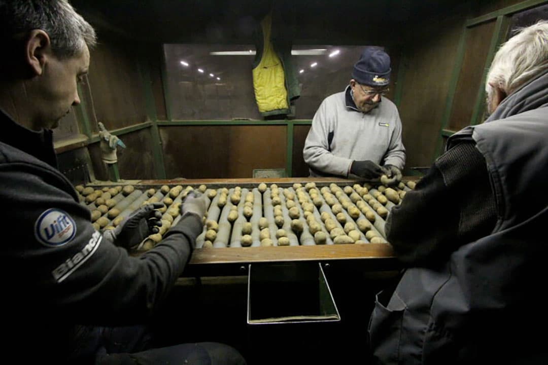 Van tijd tot tijd wordt bij de sorteerzeven gekeken of er niet te veel poters in de zeven blijven steken. Er wordt gesorteerd op 4 maten. De kleinste maat wordt later nog een keer gesplitst in de maten 25/28 en 28/35. Vooral bij variabel poten is er belangstelling voor nauw op maat gesorteerde pootaardappelen.