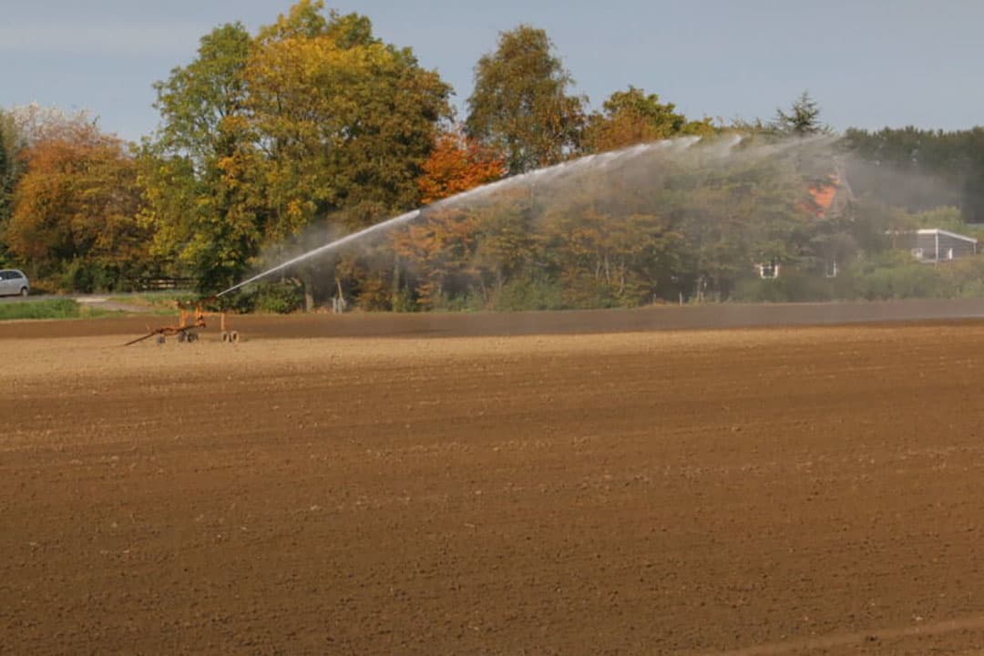 Nog een Engels Raai tetraploide ras. In dit geval Vievelt, dit gaat het tweede jaar in.