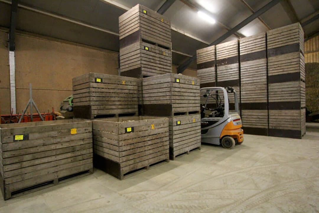 Teeltjaar 2018 was een memorabel groei-jaar. De droogte had duidelijk gevolg voor de knolgrootte, veel grof zit er niet in de partij. Hier onderin de bunker alle 60 millimeter opwaarts na 9 dagen sorteren.