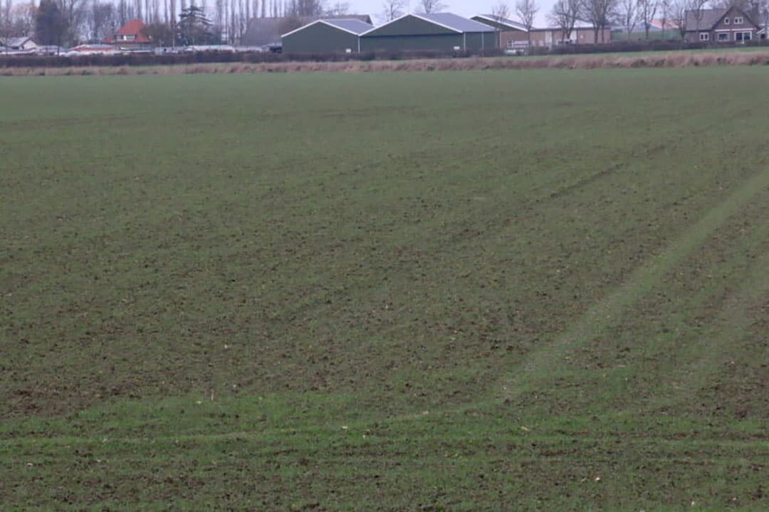 Het zachte weer zorgde er voor dat het gewas de neiging heeft om weer uit te lopen.