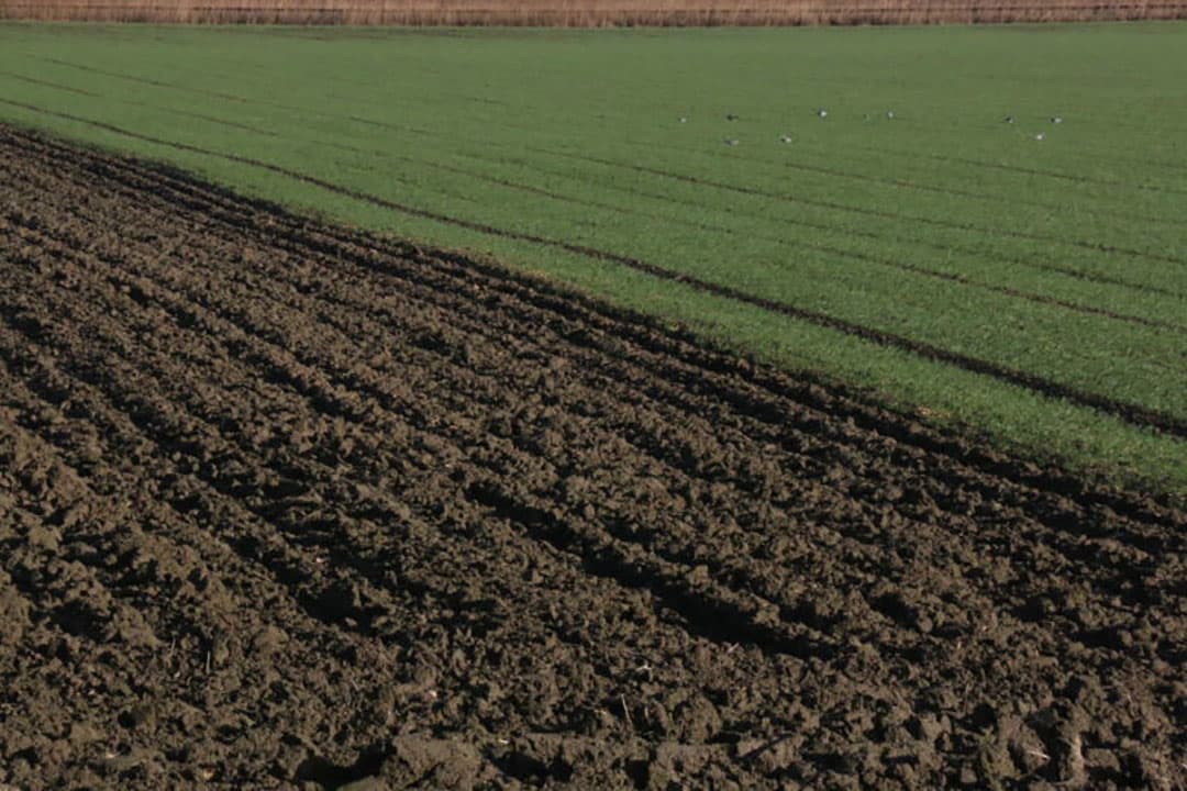 Naast de opbrengst van 3 tot 4 keer per jaar oogsten, verbetert het gewas door de diepe beworteling ook nog de structuur van de bodem.
