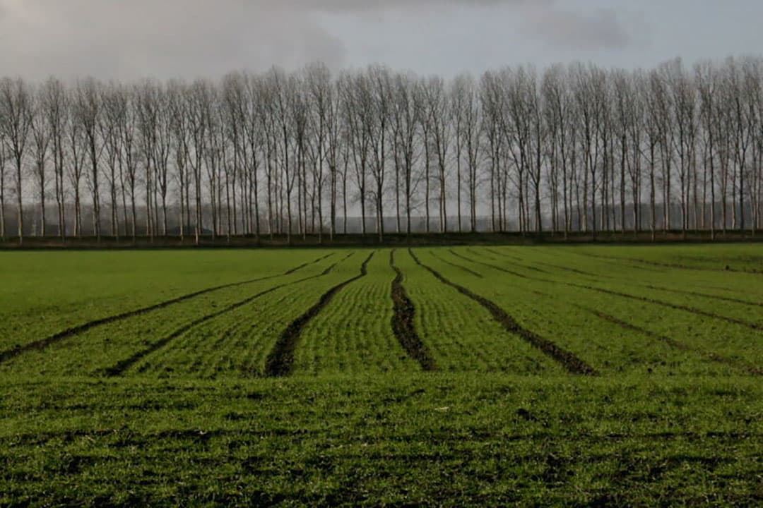 Her en der staat er nog een groenbemester op de ploeg te wachten. Hier een perceel gele mosterd in de buurt van Philippine.