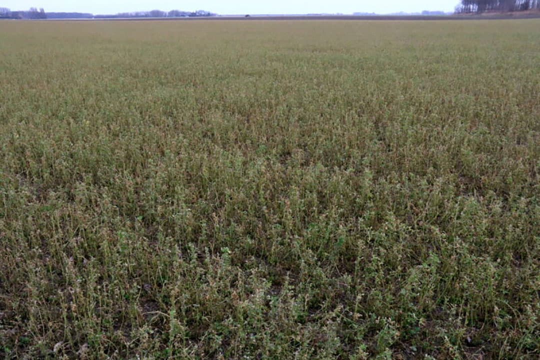 Een wat afwijkende tarweteelt zijn deze selectievelden naast een perceel kaal land. Het betreft hier pre-basiszaad van het ras KWS-Extase. Een dergelijke teelt is herkenbaar aan de selectiepaden.